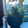 kalanchoe Image 7