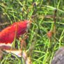 Shrimp and moss Image 4