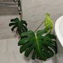 Monstera deliciosa Image 2
