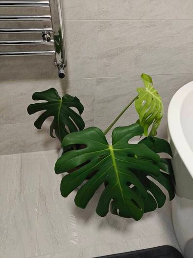 Monstera deliciosa