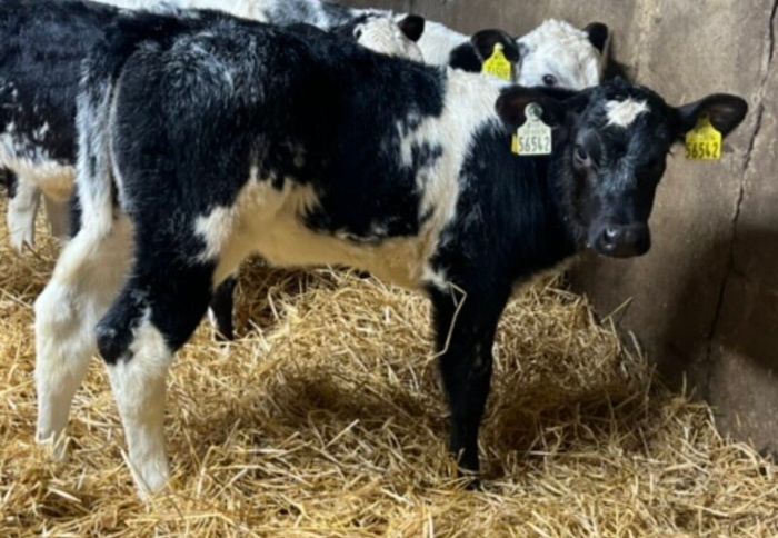 Belgian Blue Heifer Calves