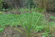 Cordyline palm tree
