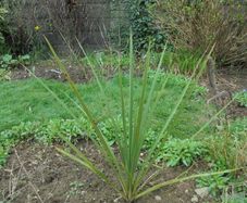 Cordyline palm tree