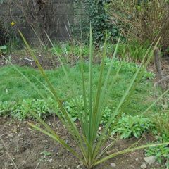 Cordyline palm tree