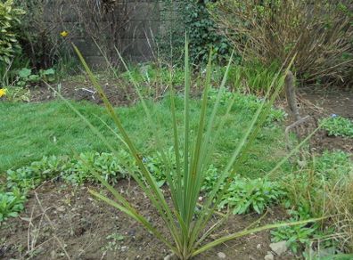 Cordyline palm tree