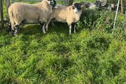 Swaledale Rams