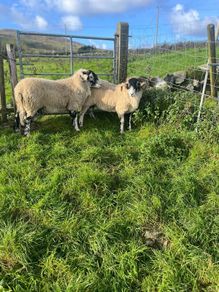 Swaledale Rams