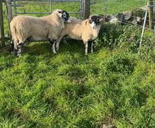 Swaledale Rams