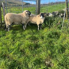 Swaledale Rams