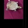 Brass Turtle Image 3