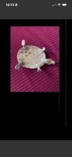 Brass Turtle