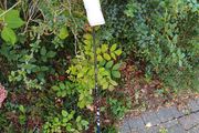Taylormade 3 wood