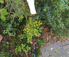 Taylormade 3 wood