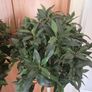 Set of 2 Artificial Trees Image 3