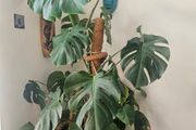 plants