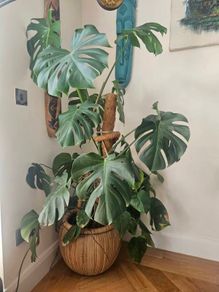 plants