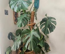 plants