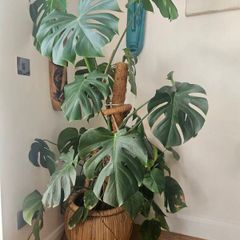 plants
