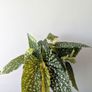 Begonia Maculata Plant Image 3