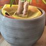 yucca plant Image 4