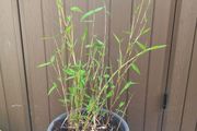 bamboo