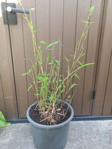 bamboo