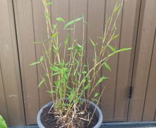 bamboo