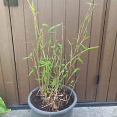 bamboo