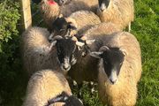 Swaledale ewe lambs