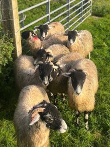 Swaledale ewe lambs