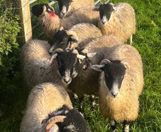 Swaledale ewe lambs