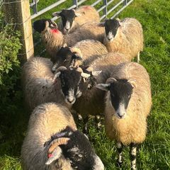 Swaledale ewe lambs
