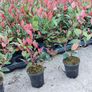 Red Robin Hedging Image 7