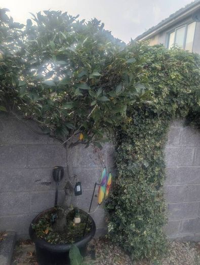 plants