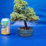Juniper Bonsai Image 2