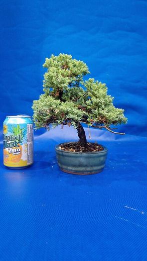 Juniper Bonsai