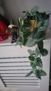 Scidnapsus pictus " Silver Ann" Satin pothos. House plant