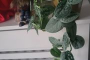 Scidnapsus pictus " Silver Ann" Satin pothos. House plant