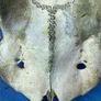 Deer skull and horns Image 10