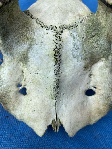 Deer skull and horns