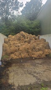 Horse Manure For Taking Away