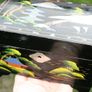 Vintage Japanese Music Jewelry Box Handpaint Black Lacqured 7" x 4,5" H-4" Image 4
