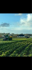 BELERO fodder beet