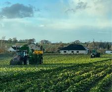BELERO fodder beet