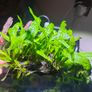 fish plant Image 3