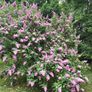 Butterfly Bush Buddlia Plants Image 9