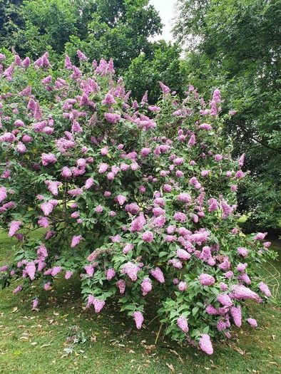 Butterfly Bush Buddlia Plants