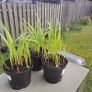 plant Image 4