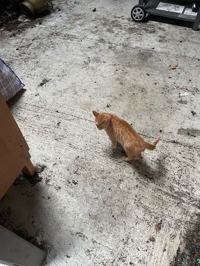 kittens for adoption