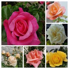 Selection of Roses